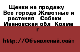 Щенки на продажу - Все города Животные и растения » Собаки   . Ивановская обл.,Кохма г.